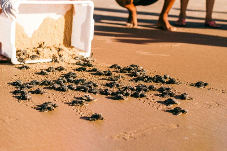 Foto: Divulgação/Associação Guajiru