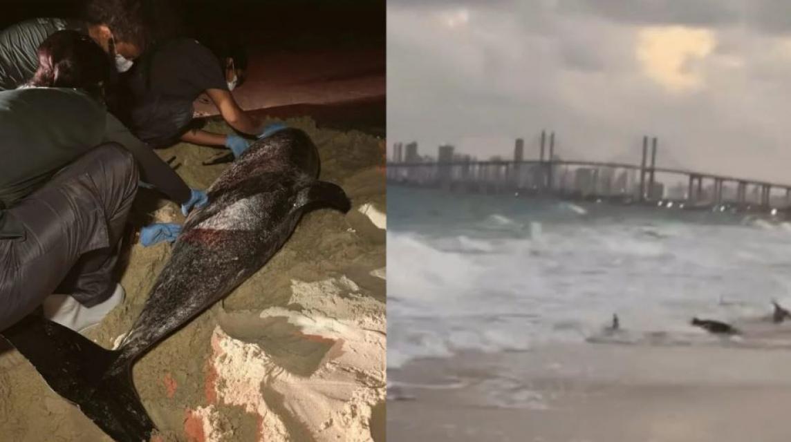 Foto: Reprodução/ Instagram 