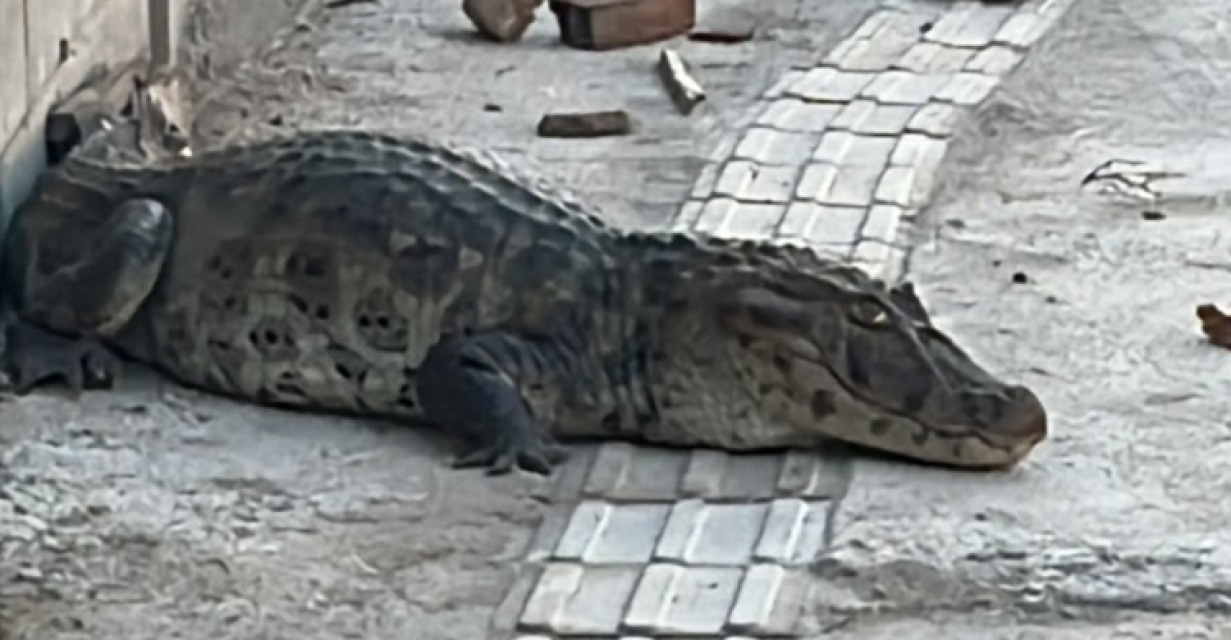 Foto: Reprodução 