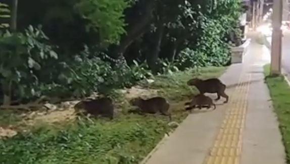 Foto: Reprodução/TV Cabo Branco