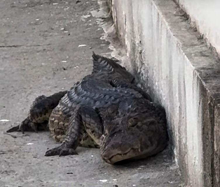 Foto: Reprodução/ Instagram 