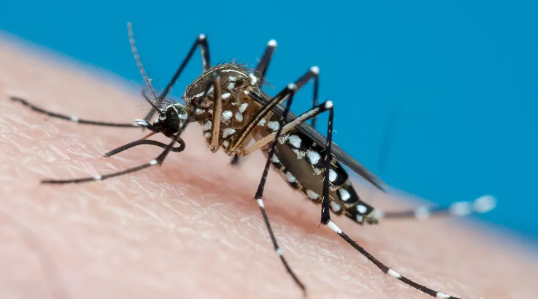 Reprodução: PMJP / Assessoria