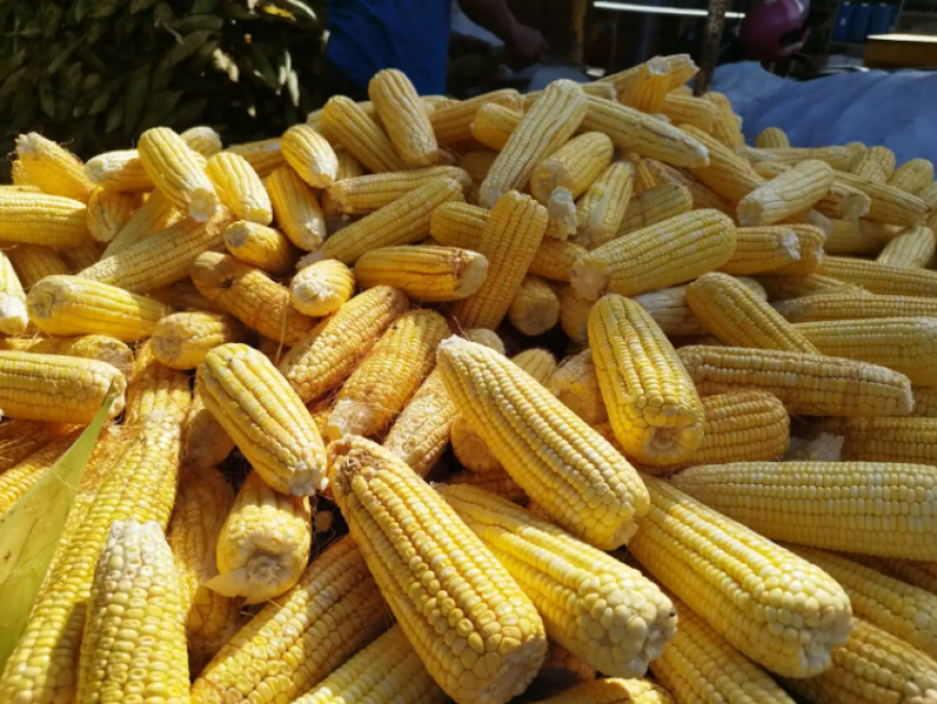 Reprodução: PMJP / Assessoria