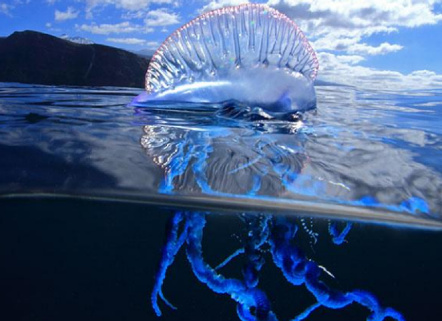 Fonte: Montse Grillo/Flickr